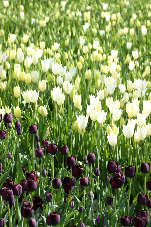 Preview: Tulip Garden