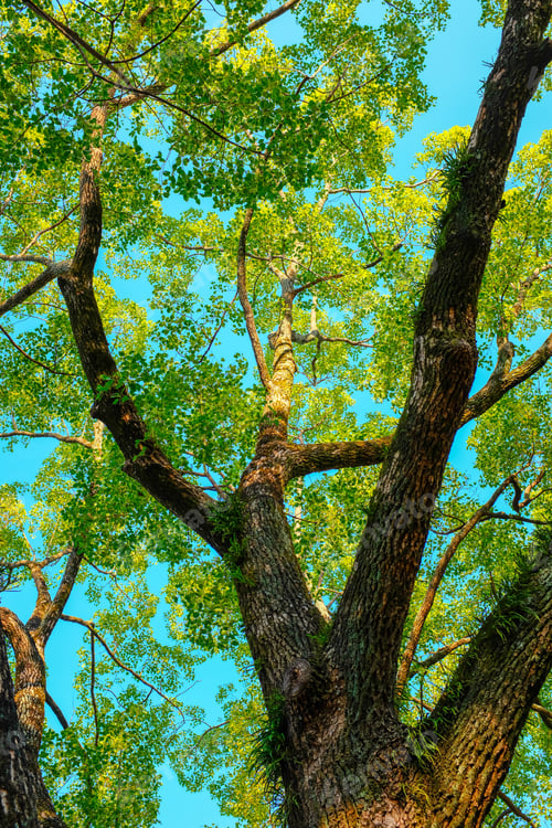 Preview: Beautiful scenery of the early Autumn on a sunny day at the park