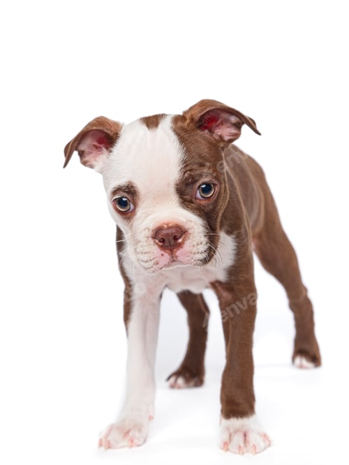 Preview: A cute and shy Boston Terrier puppy.