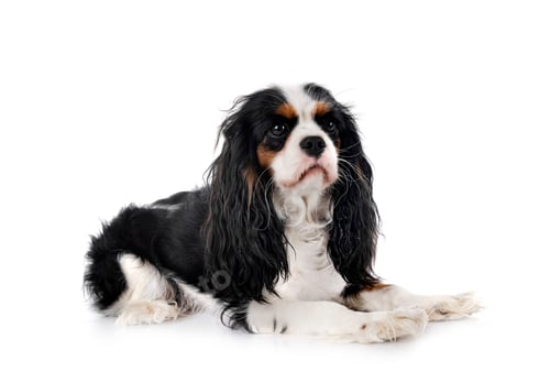 Preview: cavalier king charles