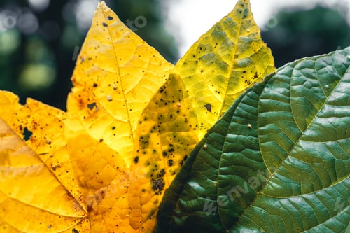 Preview: Autumn leaf in green forest, road to forest