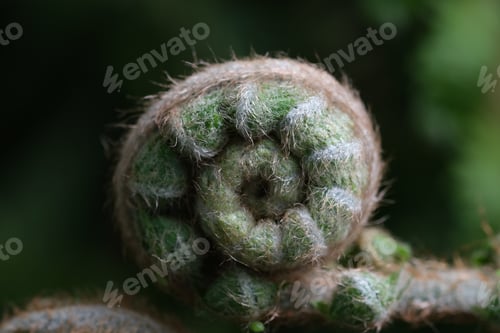 Preview: fresh Fern Spiral Close Up View Of Fresh Green Young wild Fern In Spiral Form