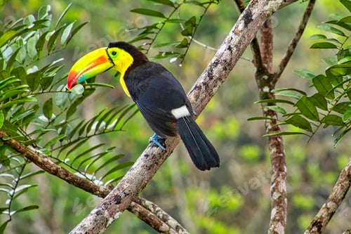 Preview: Keel-billed Toucan, Tropical Rainforest, Costa Rica