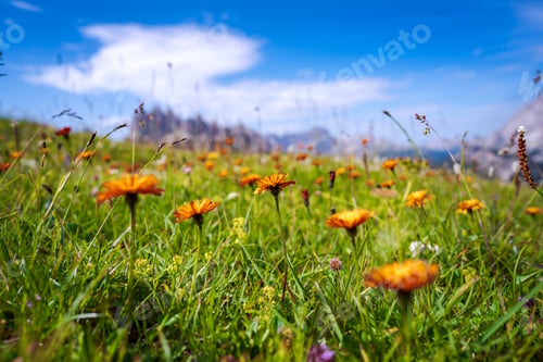 Preview: Abstract background of Alpine flowers.