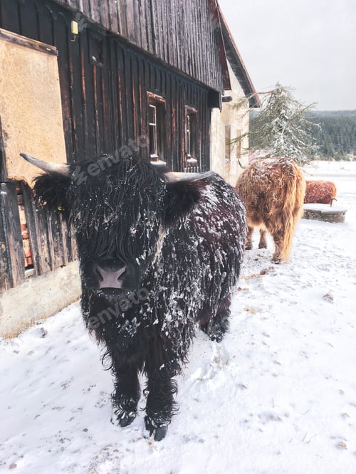 Preview: Buffalo in winter landscape.