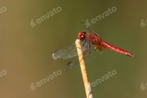 Preview: Male scarlet rragonfly or Crocothemis erythraea. Red colored species