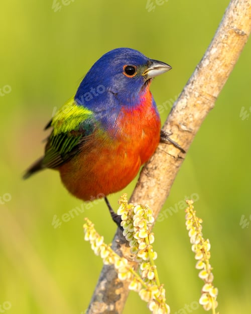 Preview: Vibrant painted bunting (Passerina ciris) bird perched on a tree branch