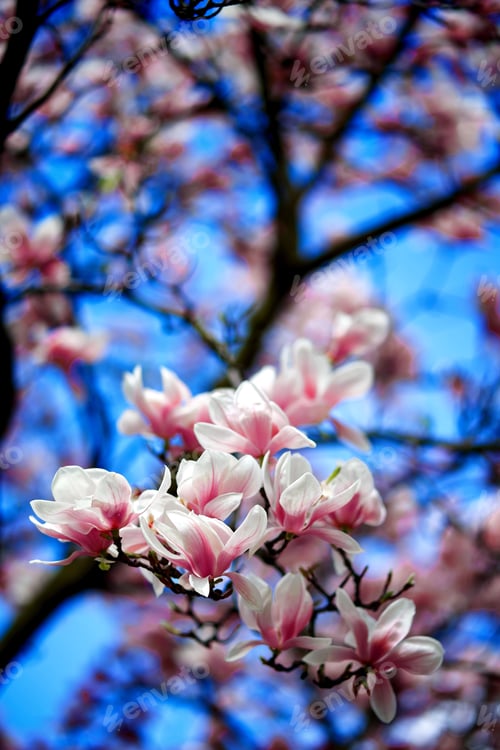Preview: Tree branch with saucer magnolia flowers.