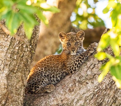 Preview: Tanzania Wildlife pictures