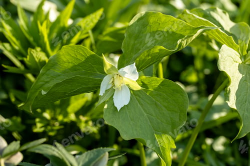 Preview: Great white trillium flower in the city park
