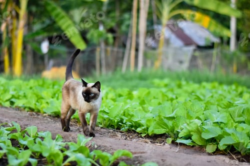 Preview: Siamese cat enjoy and relax in garden with natural sunlight.