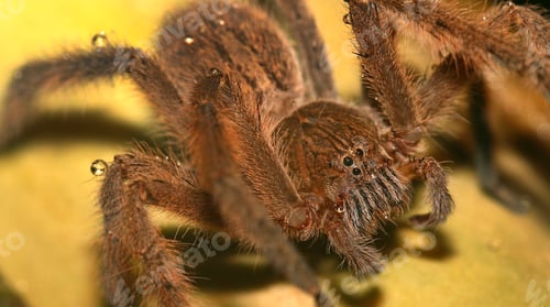 Preview: Spyder, Sierra de Guadarrama National Park, Spain