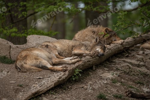 Preview: Two grey wolves resting in the woods.
