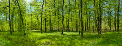 Preview: Panorama view of a beautiful forest on a sunny day in Germany