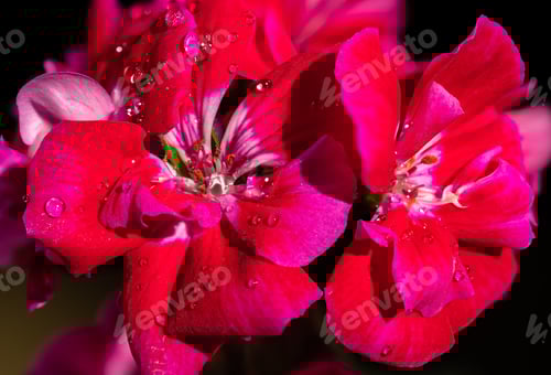 Preview: Striking Close-Up of Vibrant Pink Flower with Droplets