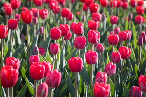 Preview: Field of beautiful blooming red tulips