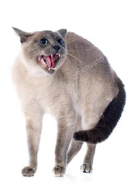 Preview: Siamese Cat
