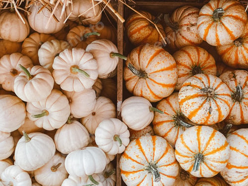 Preview: Pumpkins