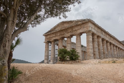 Preview: Segesta temple under an olive tree on Sicily