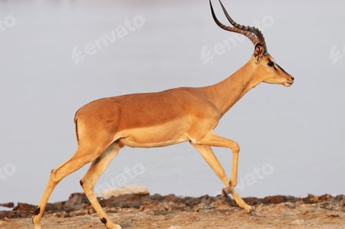 Preview: Closeup shot of an antelope running on rocky ground