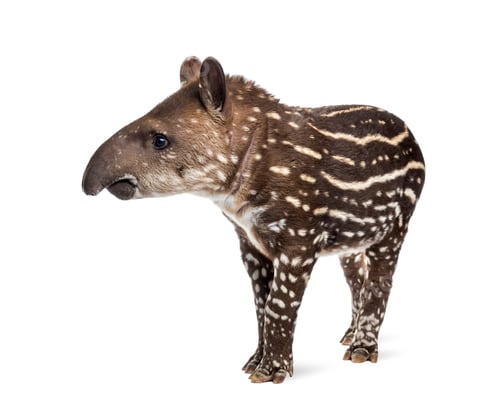 Preview: Young South american tapir, isolated on white, 41 days old