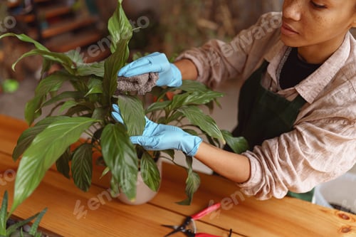 Preview: Woman gardener taking care about plant in flowerpot during working day in floral studio