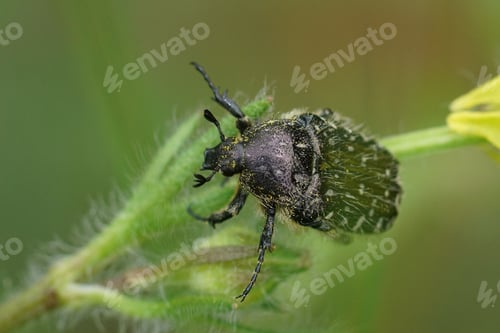 Preview: Closeup on the Mediterranean Spotted Chafer, Oxythyrea funesta sitting in the vegetation
