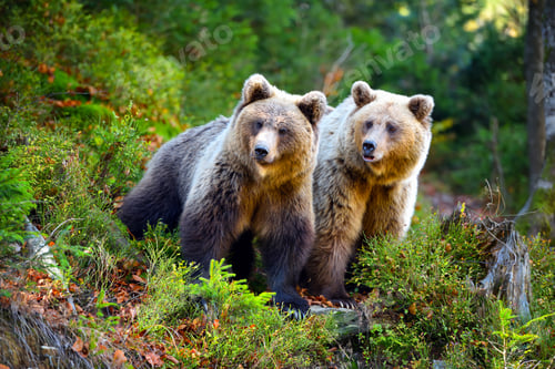 Preview: Two young brown bears in the authumn forest