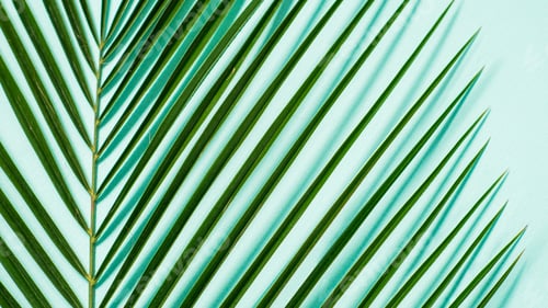 Visualização: Folhas de palmeira em fundo azul pastel, espaço de cópia