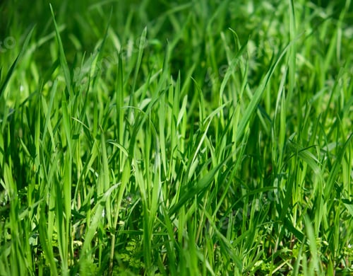 Preview: Tall green growing grass in the park on a summer spring day sways in the wind