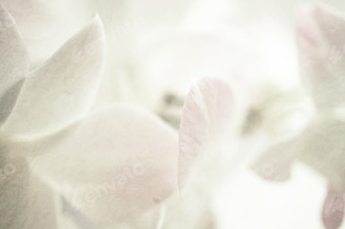 Preview: Sweet Orchids On Mulberry Paper Texture For Background