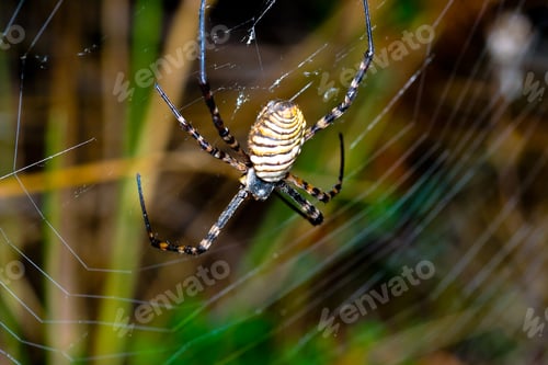 Preview: Spider, Argiope bruennichi