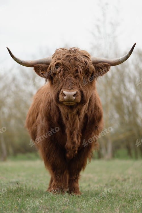 Preview: Vertical shot of a Scottish highland cattle