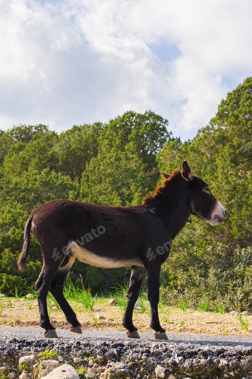 Preview: Wild donkey outdoors