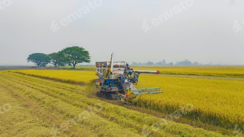 Preview: Fresh paddy rice, green agricultural field in countryside or rural area in Asia. Nature landscape.