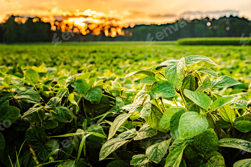 Preview: Rural landscape with fresh green soy field in sunset