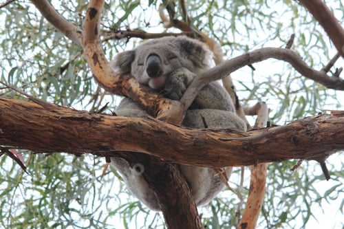 Vorschau: Koala schläft auf Gumtree