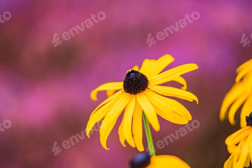 Preview: Vibrant yellow flower with pink background