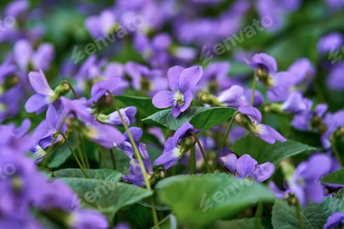 Preview: Closeup shot of beautiful purple flowers surrounded by lush green foliage.