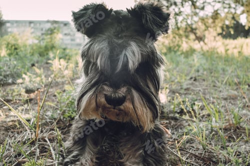 Preview: Portrait of tired dog for walk in the park in the evening sun. Miniature schnauzer sits on the grass