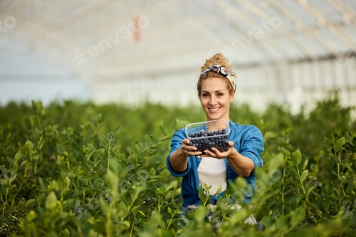Preview: Portrait of a smiling blonde woman, holding a box of blueberries, standing in a blueberry field.