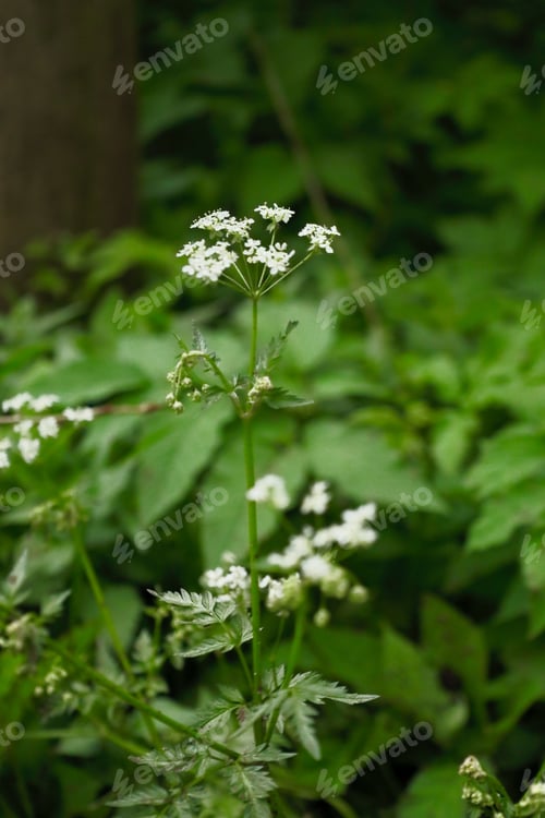 Preview: Vertical shot of flowering Anisteroot plant in the garden