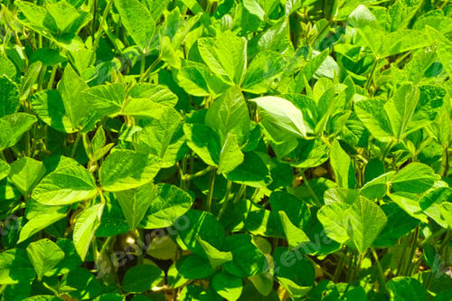 Preview: Bright fresh spring, summer greenery background. Botanical plant view. Countryside. Farming
