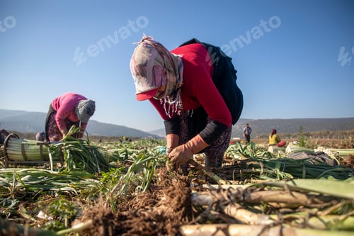 Preview: Torbali - Izmir - Turkey, November 4, 2021, Seasonal workers working in a leek field