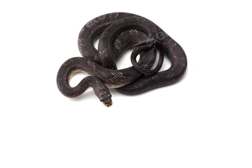 Preview: Beauty rat Snake isolated on white background