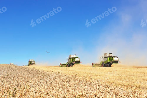 Preview: A few combines cutting a swath through the middle of a wheat field during harvest
