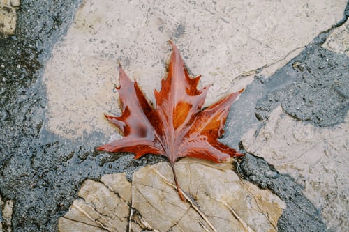 Preview: Red maple leaf lies in the water on the pavement