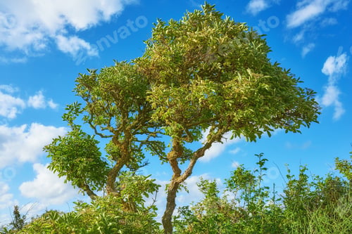 Preview: Hardwood forest tree