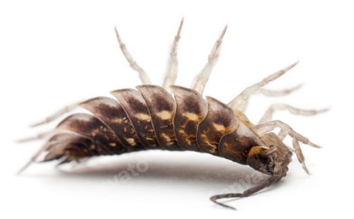 Preview: Upside down Common woodlouse, Oniscus asellus, in front of white background