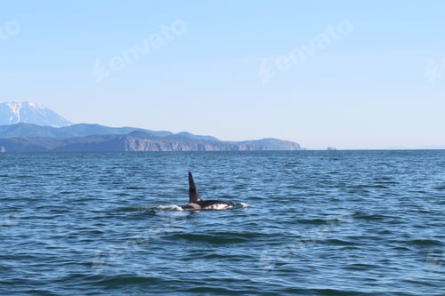 Preview: Majestic Orca Swimming Freely in Ocean Waters